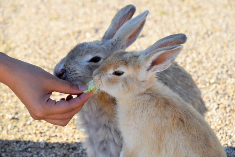 Rabbit Island 2
