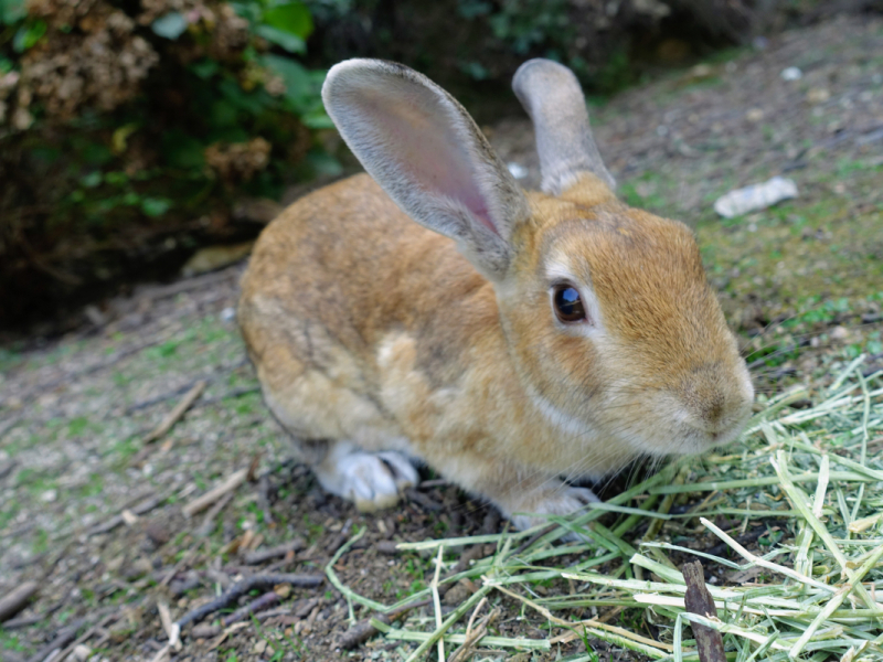 Rabbit Island 3