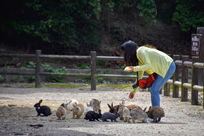 Rabbit Island 4