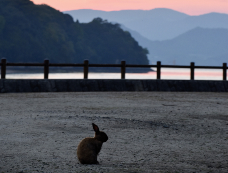 Rabbit Island 5