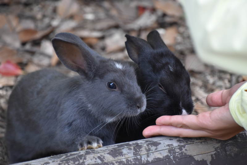 Rabbit Island 6