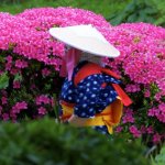 Shukkei-en Garden Ritual Rice Planting - 04