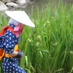 Shukkei-en Garden Ritual Rice Planting - 15