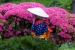 Shukkei-en Garden Ritual Rice Planting - 04