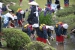 Shukkei-en Garden Ritual Rice Planting - 09