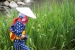 Shukkei-en Garden Ritual Rice Planting - 15