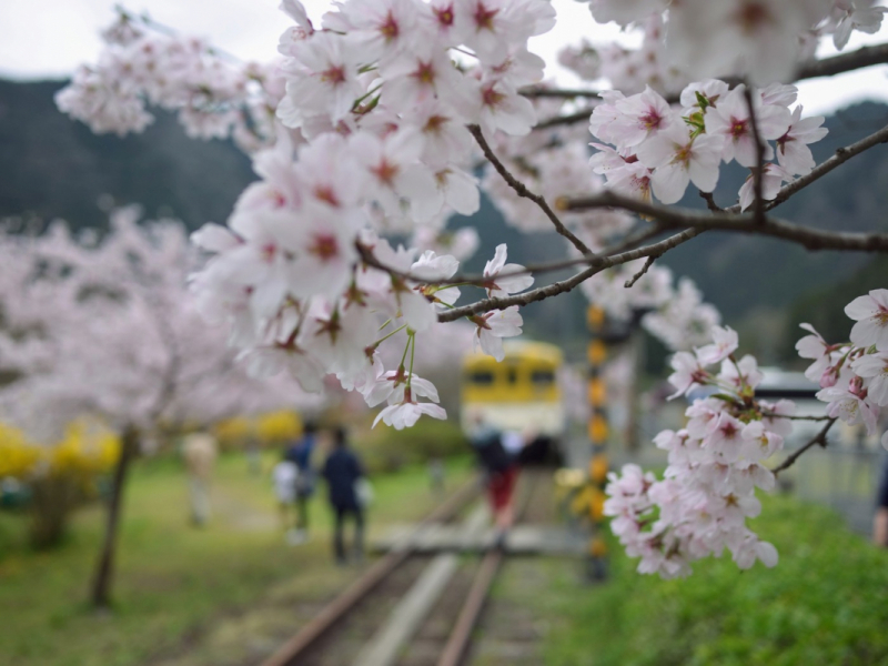 Sakura at Yasuno Station - 1
