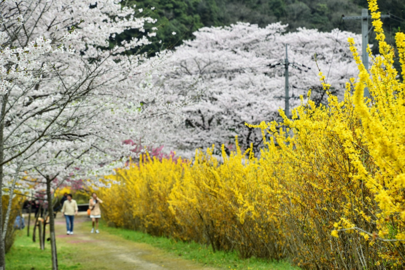 Sakura at Yasuno Station - 11