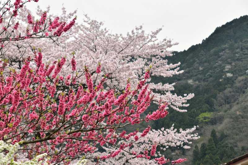 Sakura at Yasuno Station - 13