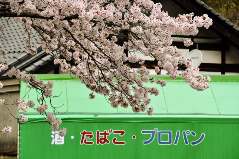 Sakura at Yasuno Station - 14