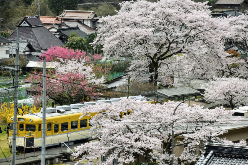 Sakura at Yasuno Station - 15
