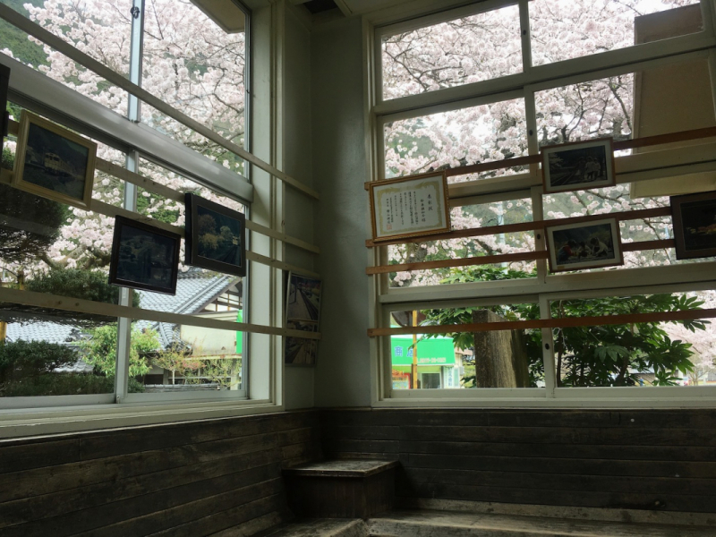 Sakura at Yasuno Station - 16