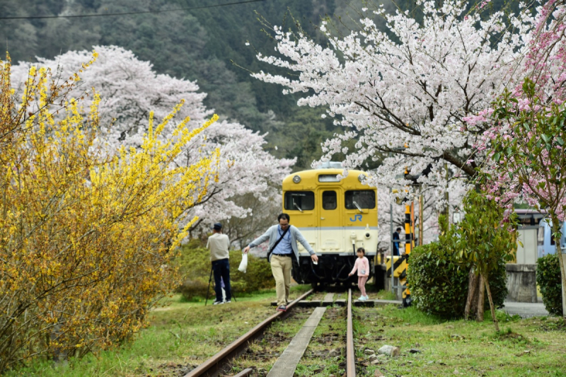 Sakura at Yasuno Station - 17