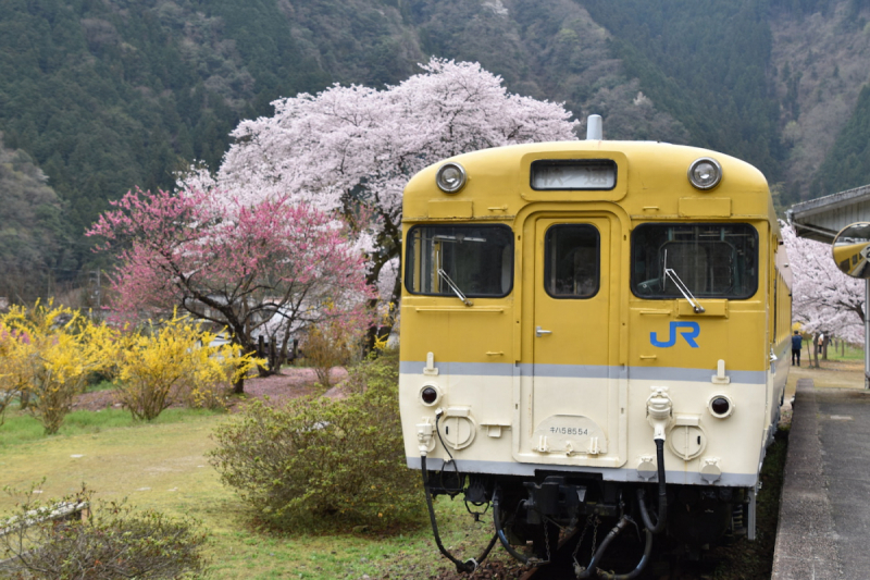 Sakura at Yasuno Station - 3