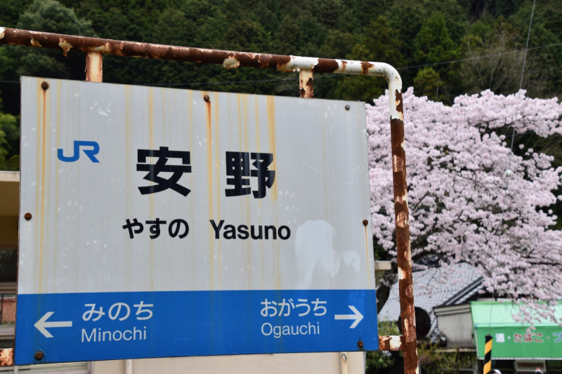 Sakura at Yasuno Station - 4