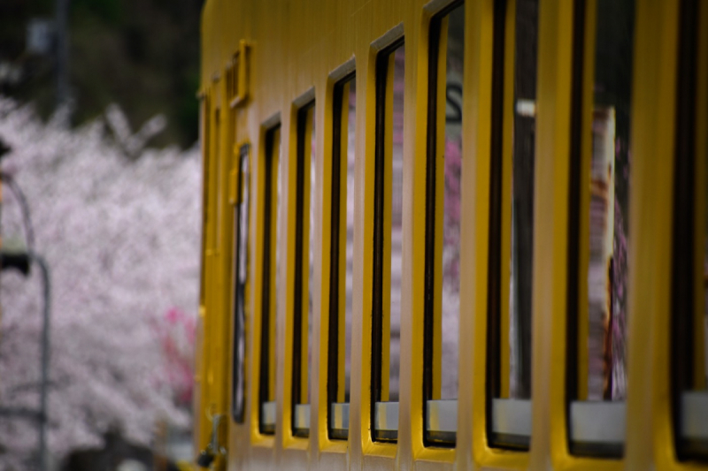 Sakura at Yasuno Station - 5