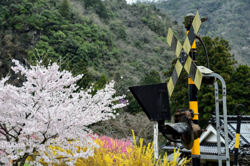 Sakura at Yasuno Station - 7