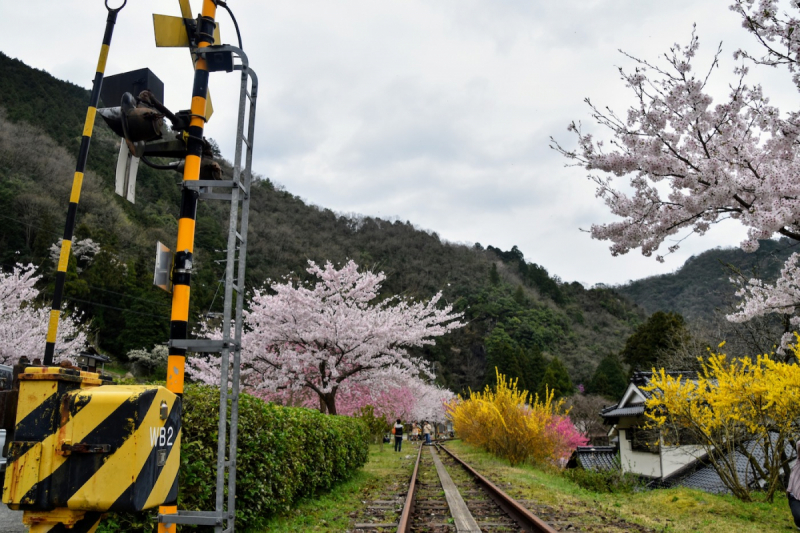 Sakura at Yasuno Station - 8