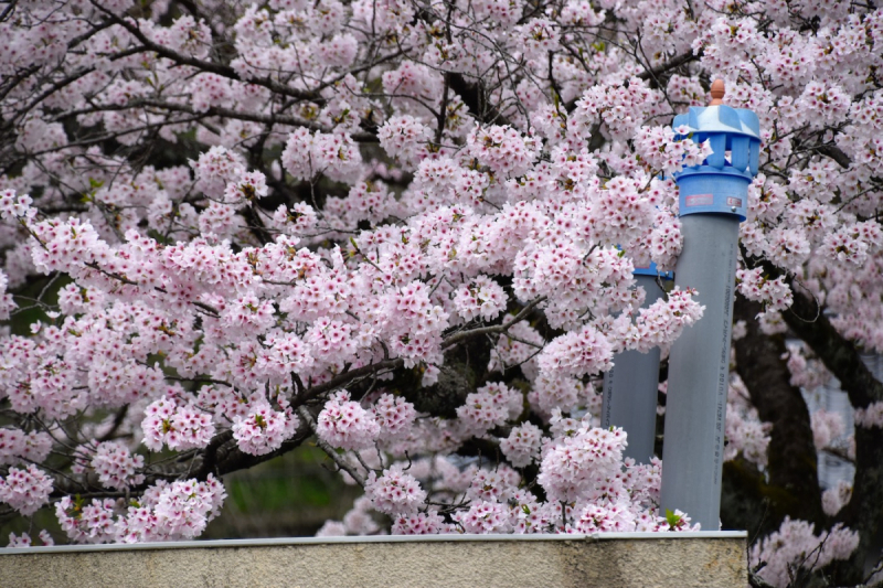 Sakura at Yasuno Station - 9