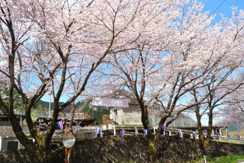 Sakura at Ushio Station on the Sankosen Train Line