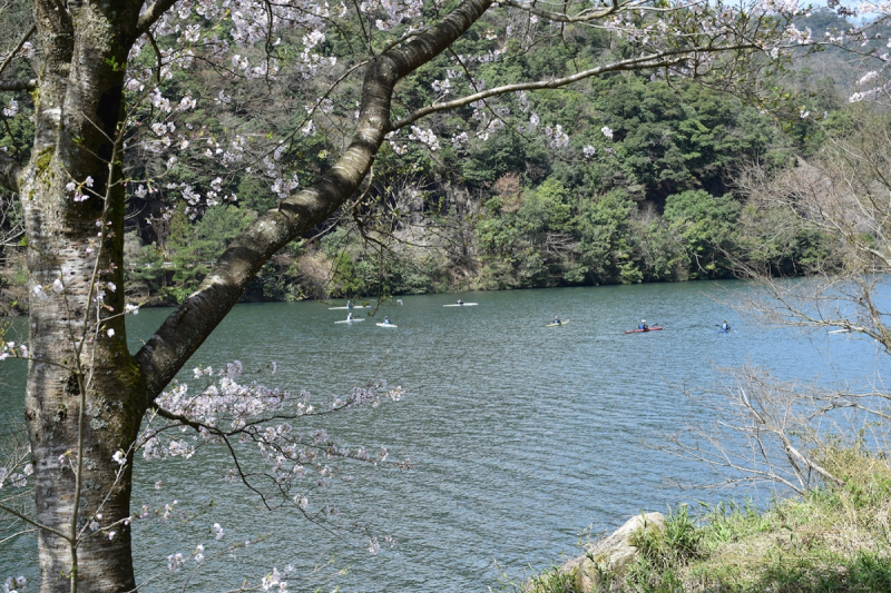Sakura walk from Ushio station