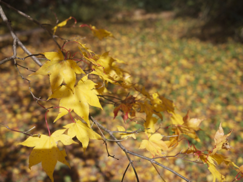 Sandankyo in Autumn - 11 of 15