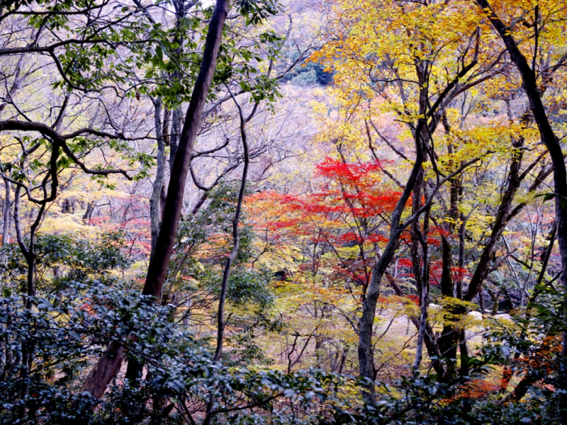 Sandankyo in Autumn - 14 of 15