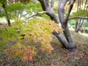 sankeien-garden-10