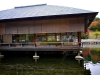 sankeien-garden-22