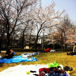 Great spot for Hanami parties