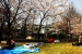 Great spot for Hanami parties