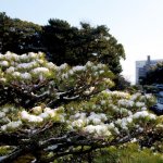 shukkeien-after-a-dusting-of-snow-06