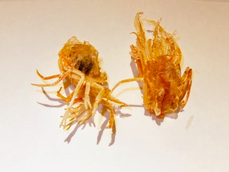 Crispy shrimp legs at Tempura Tenko