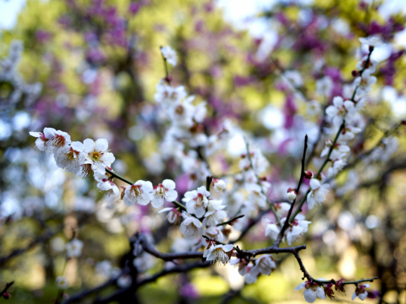 Ume Plum Blossom At Shukkei-en Garden 3/4/2015 - 1