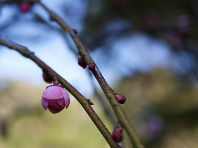 Ume Plum Blossom At Shukkei-en Garden 3:4:2015 - 2