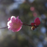 Ume Plum Blossom At Shukkei-en Garden 3:4:2015 - 3