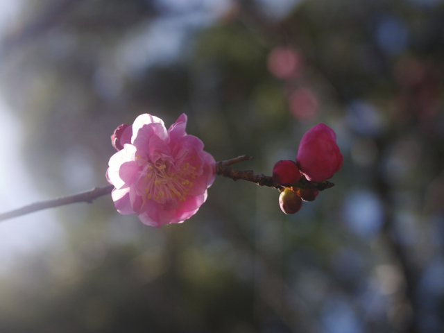 Ume Plum Blossom At Shukkei-en Garden 3:4:2015 - 3