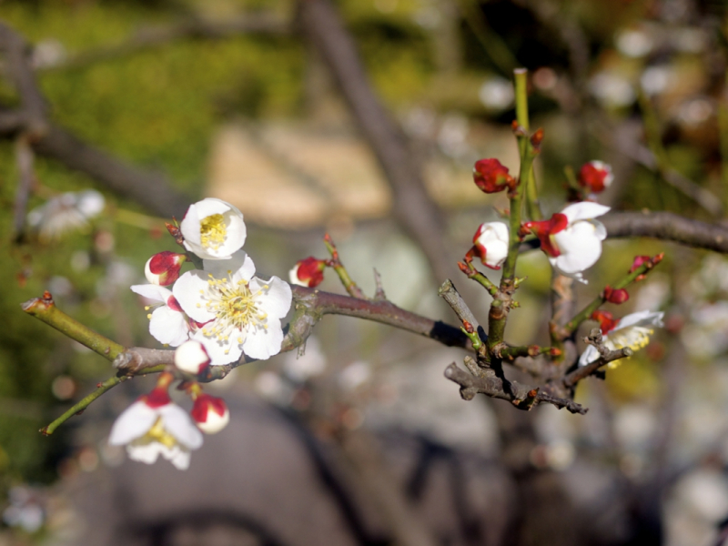 Ume Plum Blossom At Shukkei-en Garden 3:4:2015 - 4