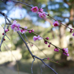 Ume Plum Blossom At Shukkei-en Garden 3:4:2015 - 5