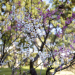 Ume Plum Blossom At Shukkei-en Garden 3:4:2015 - 6