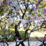 Ume Plum Blossom At Shukkei-en Garden 3:4:2015 - 7