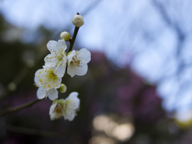 Ume Plum Blossom At Shukkei-en Garden 3:4:2015 - 8