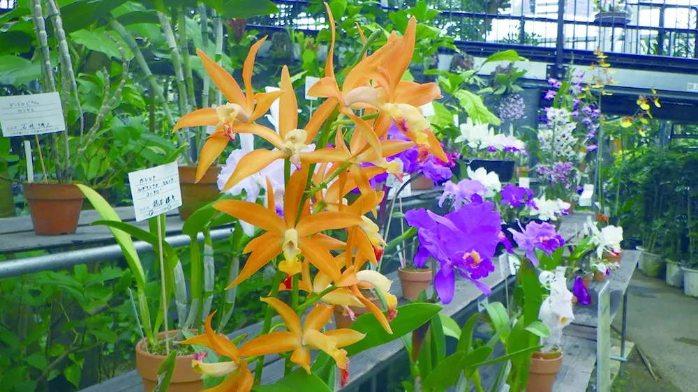 Orchid Festival 2026