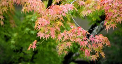 a guide to the most beautiful places to enjoy the autumn colors in hiroshima japan