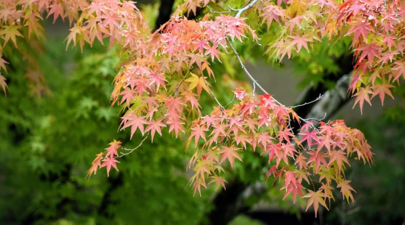a guide to the most beautiful places to enjoy the autumn colors in hiroshima japan
