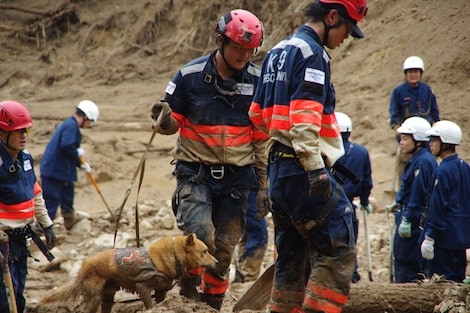 Peace Winds Japan Dog Team In Action | Get Hiroshima