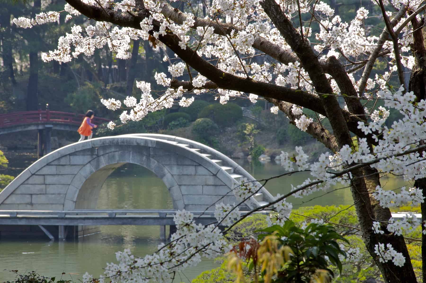 Cherry Blosom at Shukkeien Garden in Hiroshima