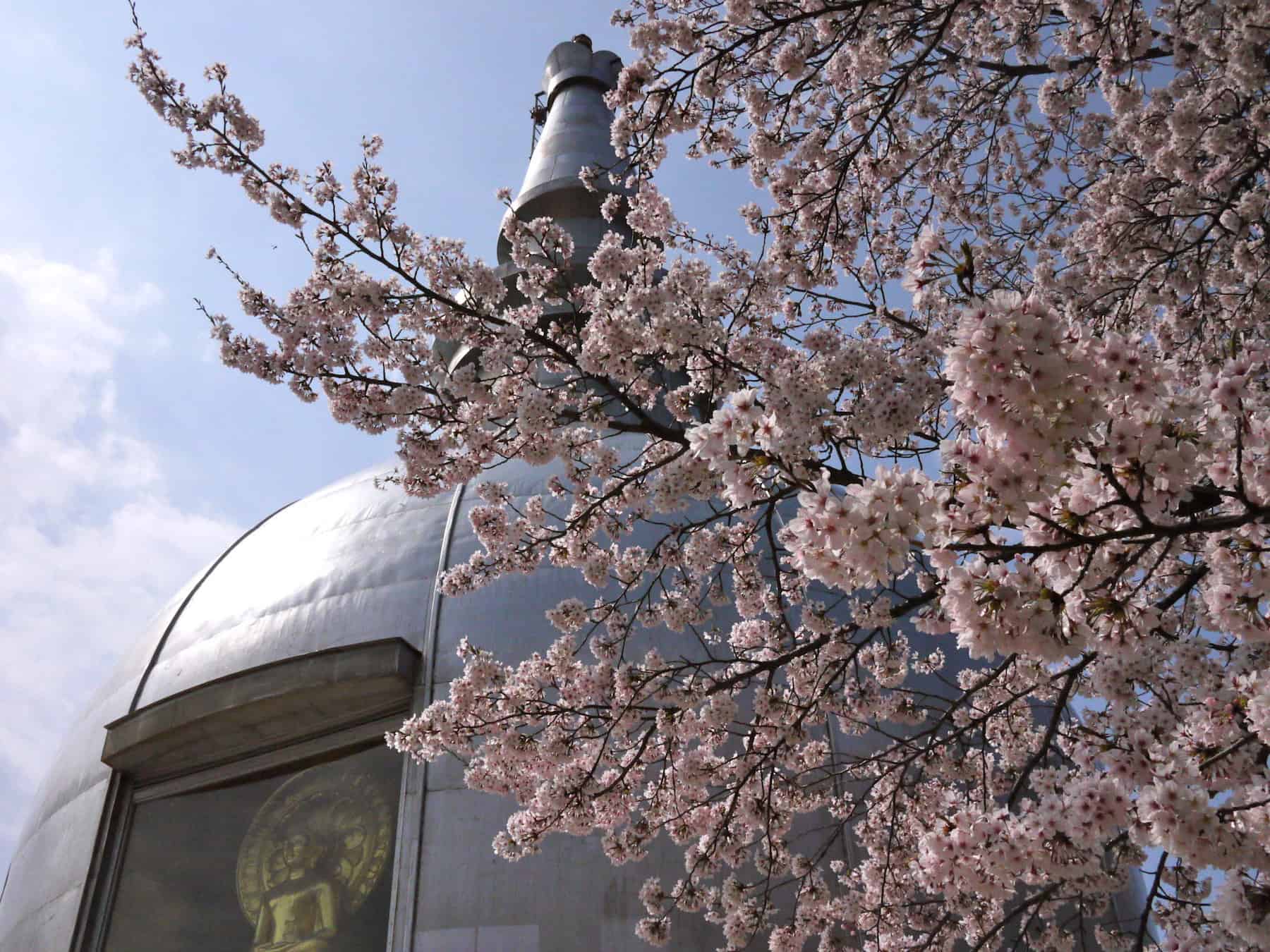 Cherry Blossom at Hiroshima Peace Pagoda