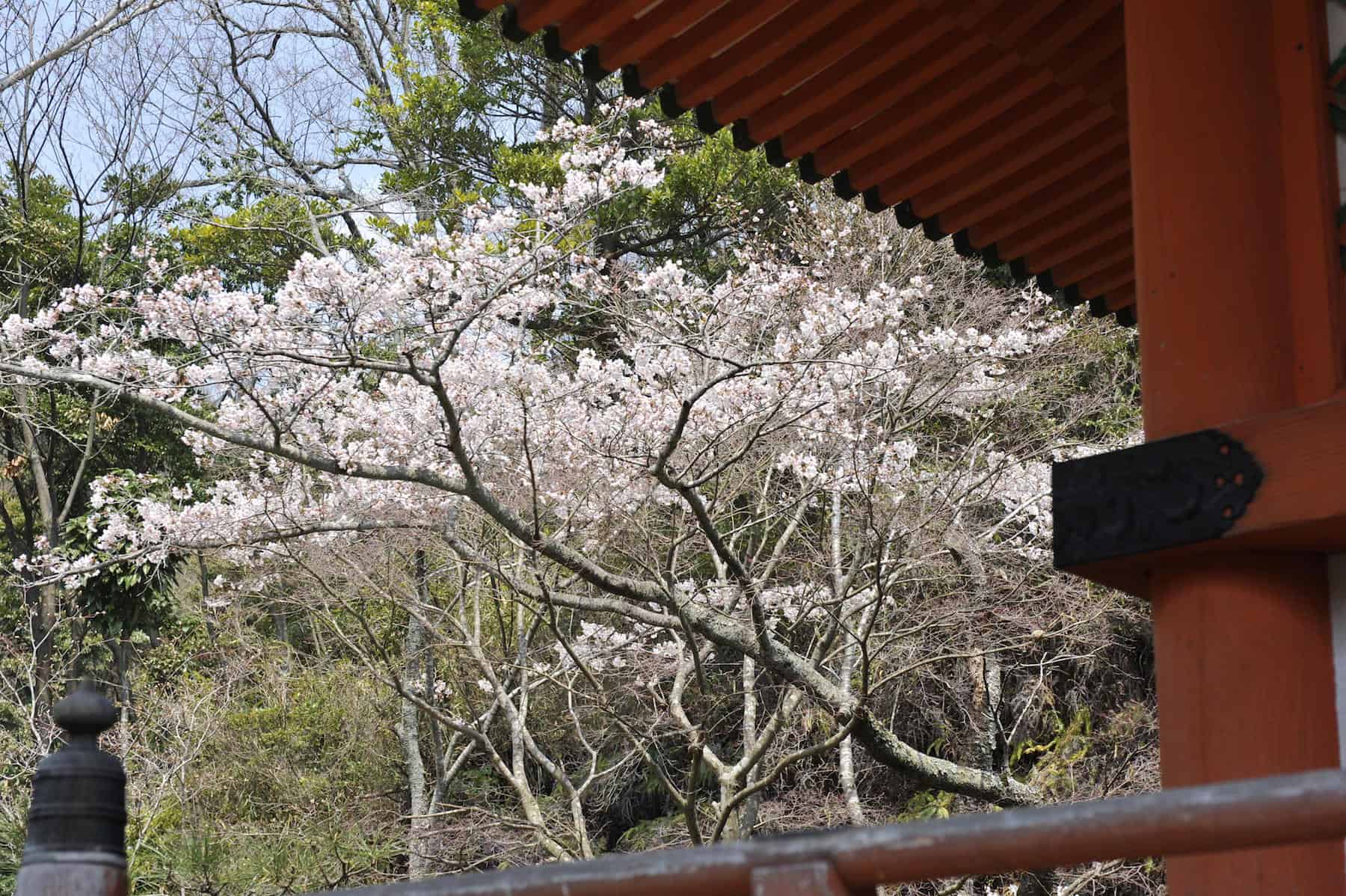 Cherry blossom at Mitaki Temple