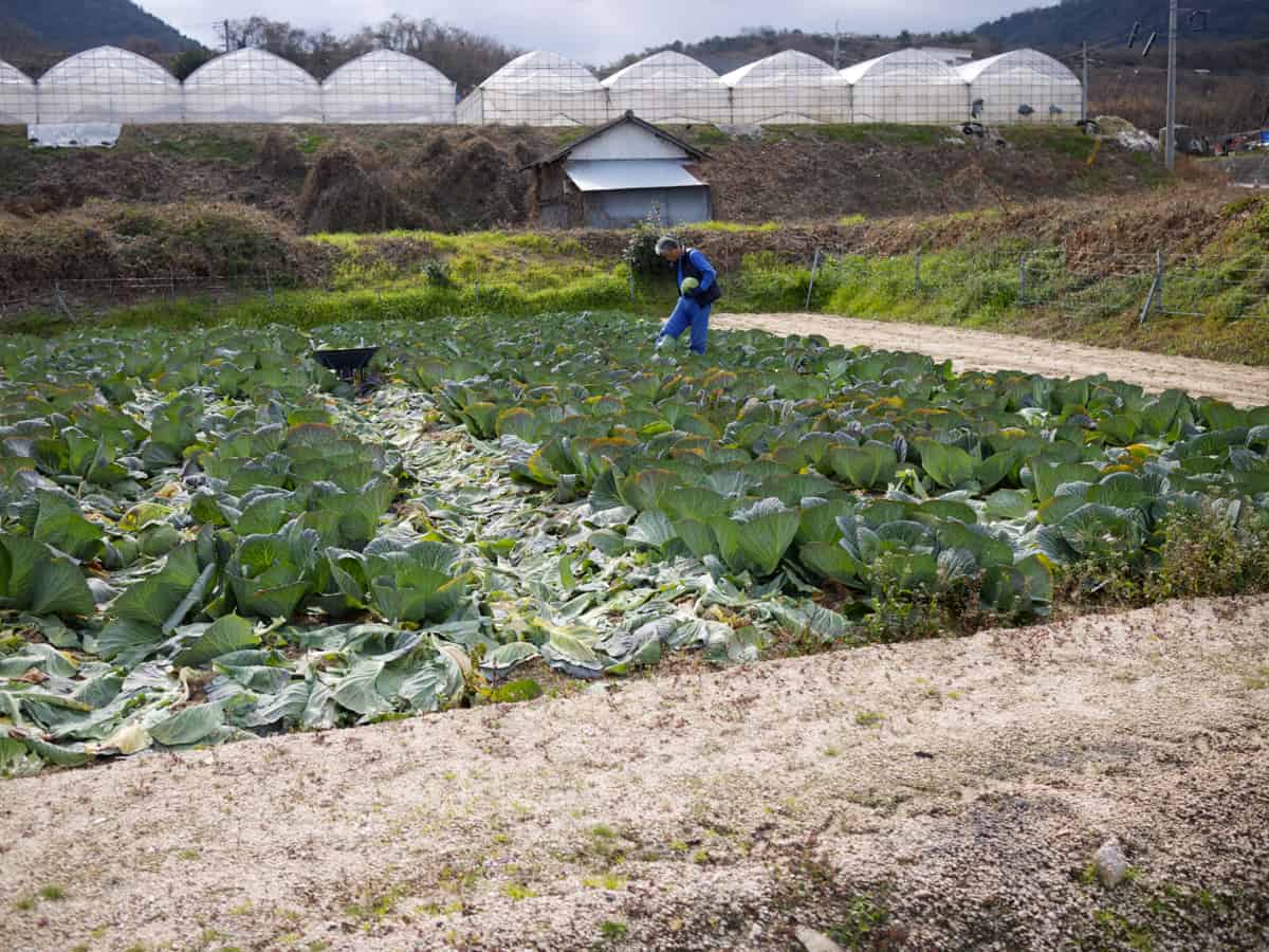 Cycling on Etajima Island - 05 Greenhouses and cabbage patches